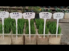 Leucine en histidine voor wortels