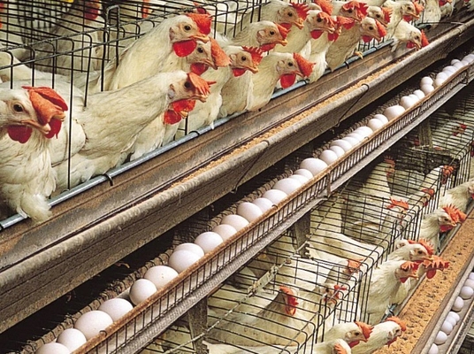 Amino Acid Chelated Calcium Feed Additives for Animal Development