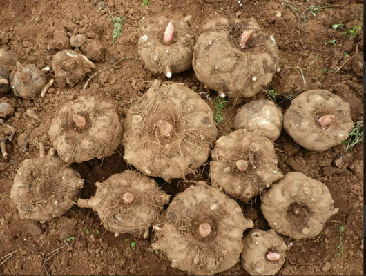 High Quality Konjac Glucomannan Powder with After Services & Dry Place Storage, No Known Allergens
