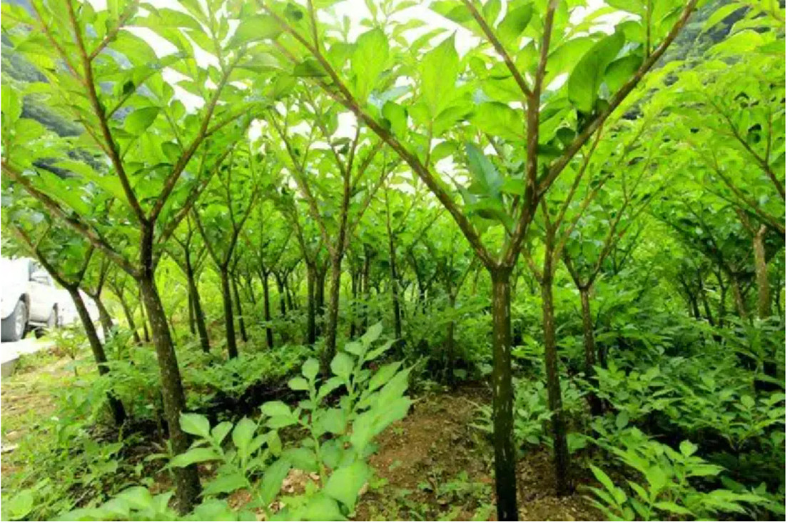 High Quality Konjac Glucomannan Powder with After Services & Dry Place Storage, No Known Allergens
